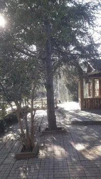 Dağ Restorant resimleri