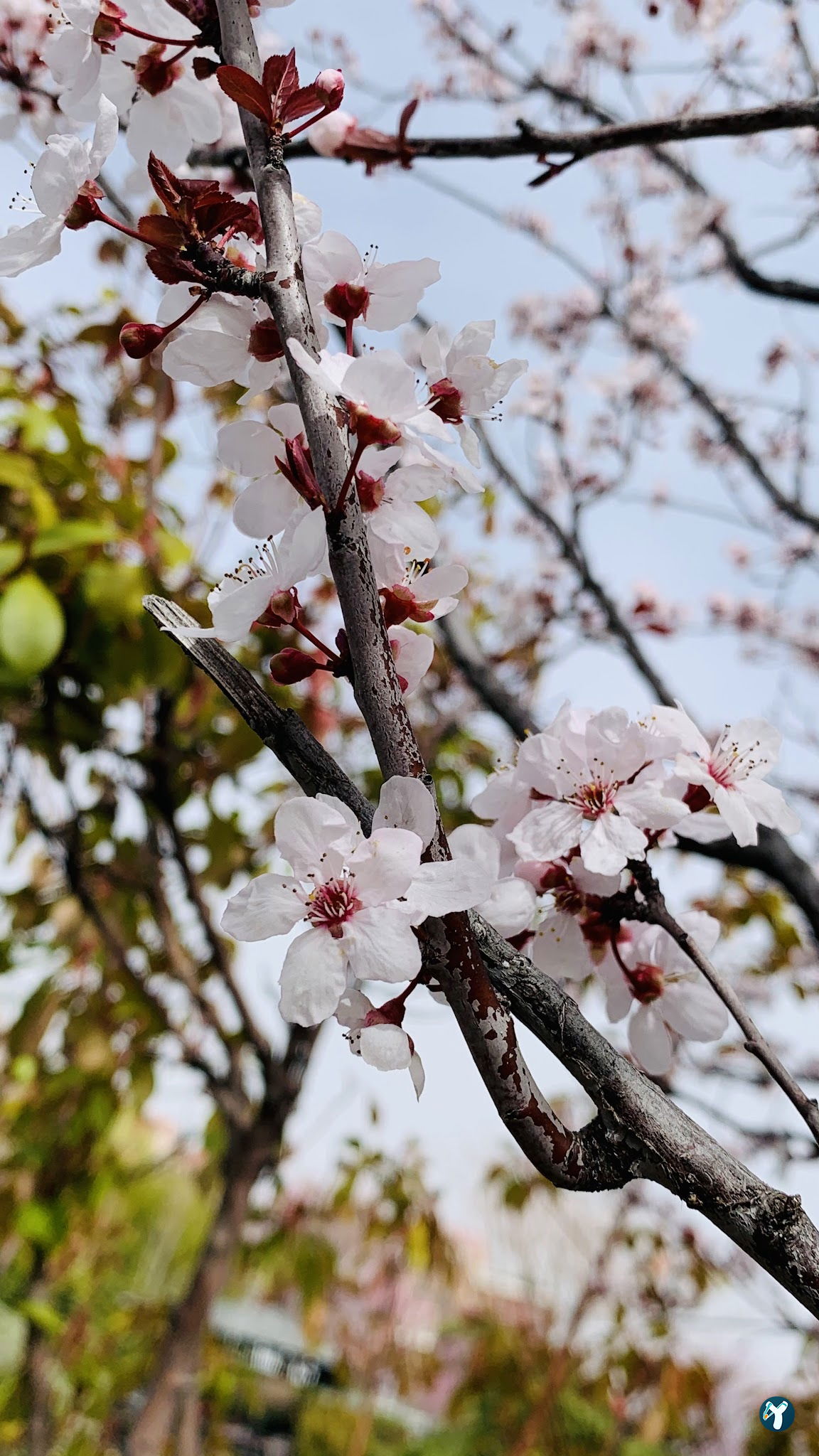 Kafem Japon Parkı