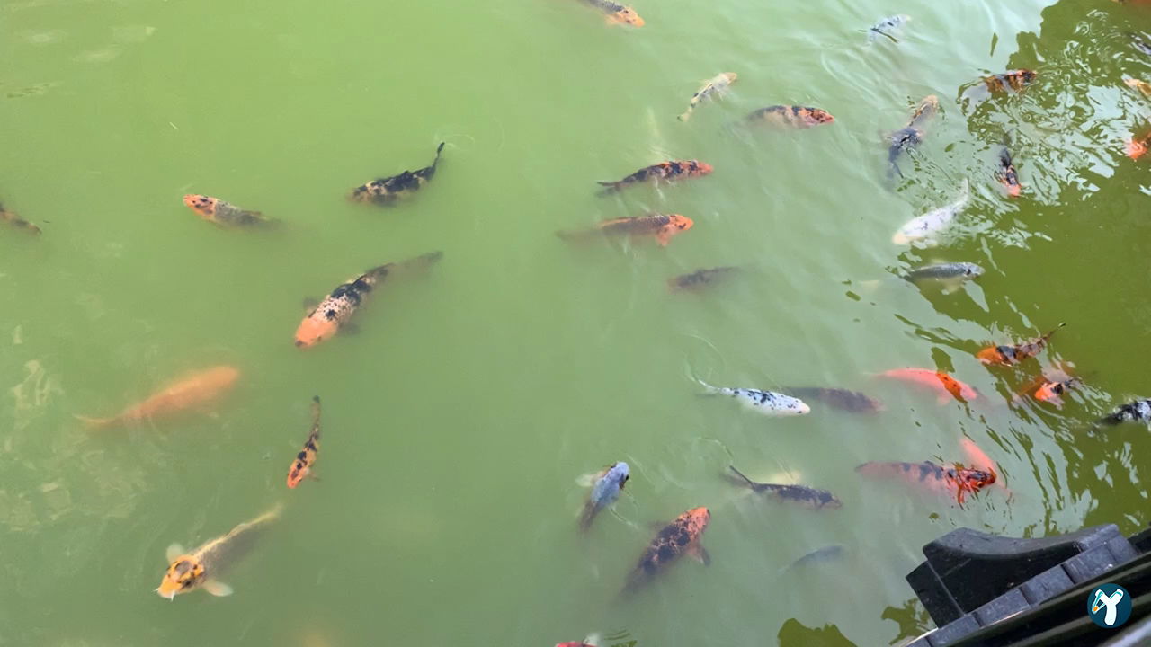 Kafem Japon Parkı