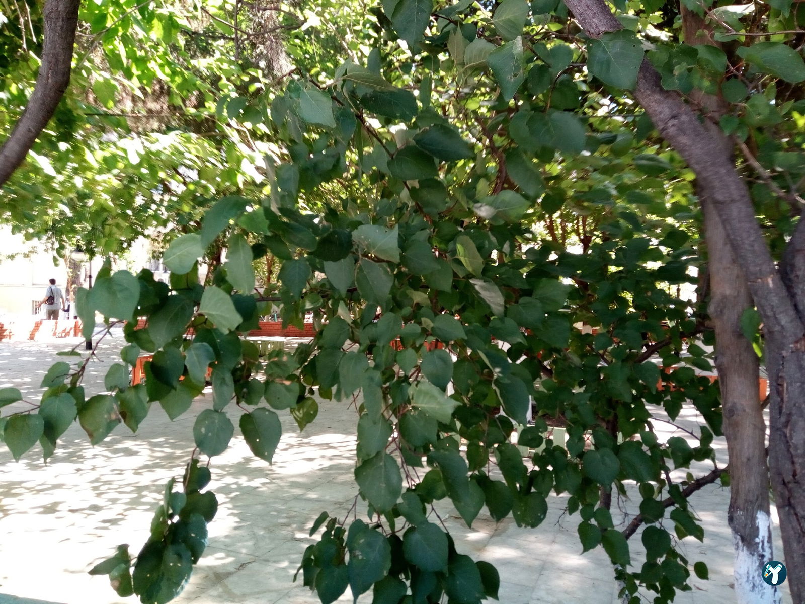 Öğretmenevi Çay Behçesi