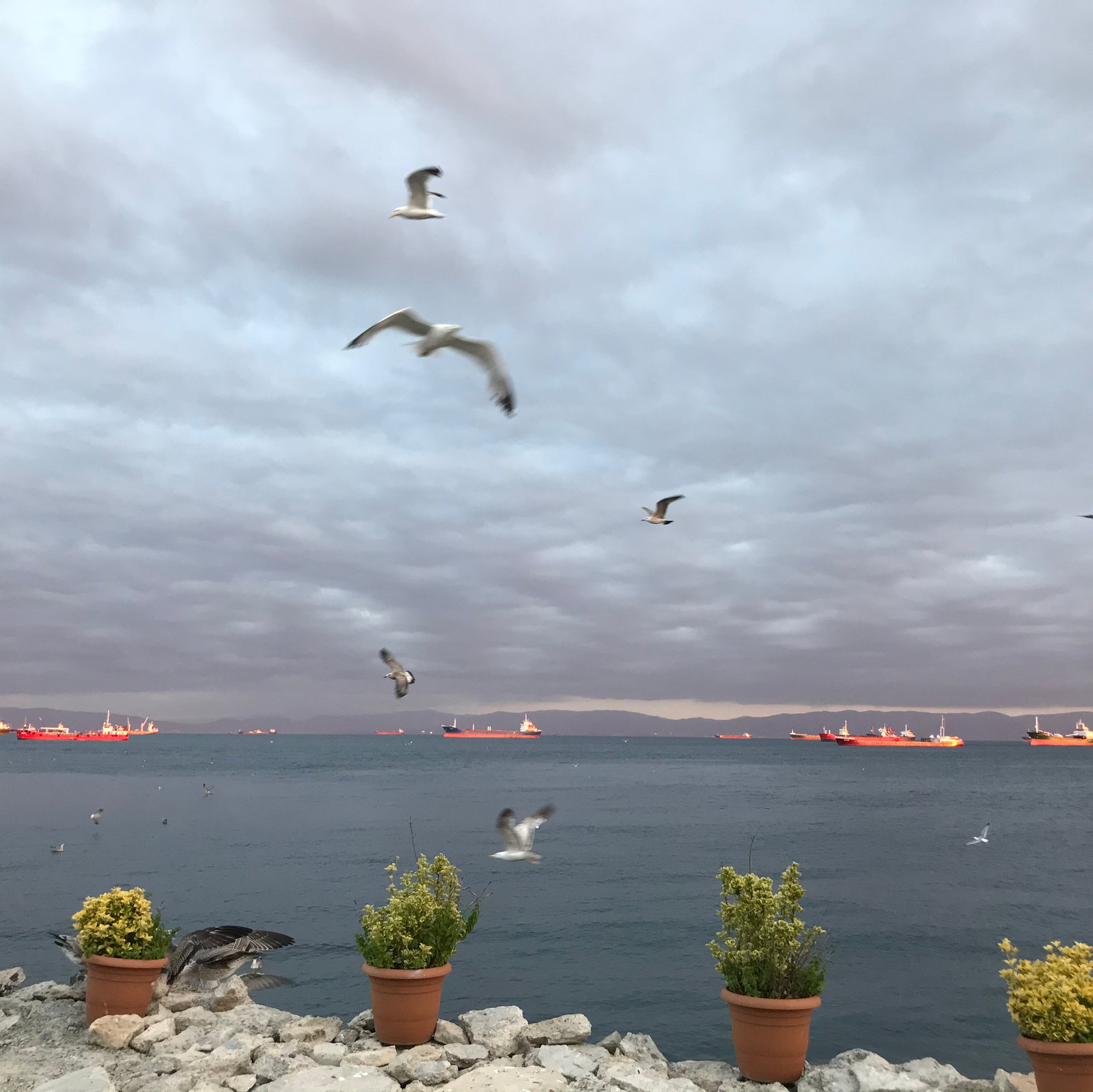 Şah Balıkçılık