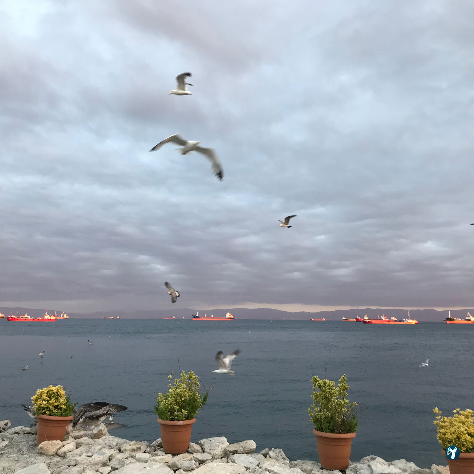 Şah Balıkçılık