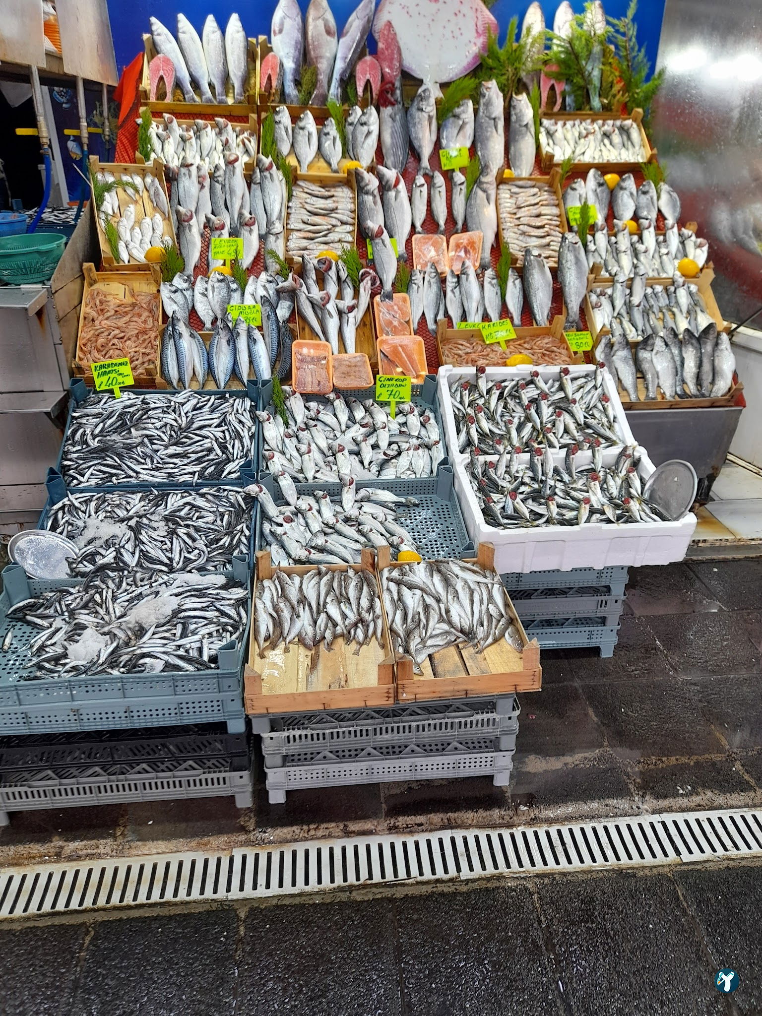 Şah Balıkçılık
