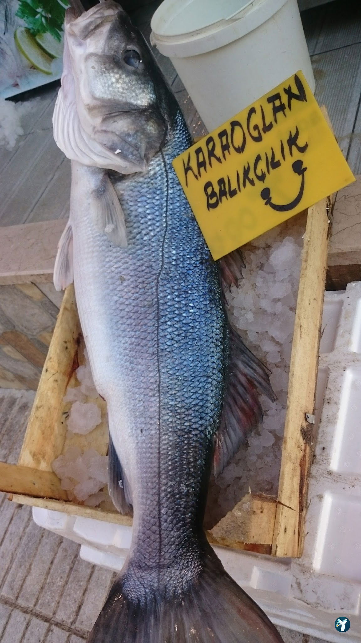 Karaoğlan Balıkçılık