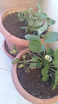 Efa Cafe Taşfırın resimleri