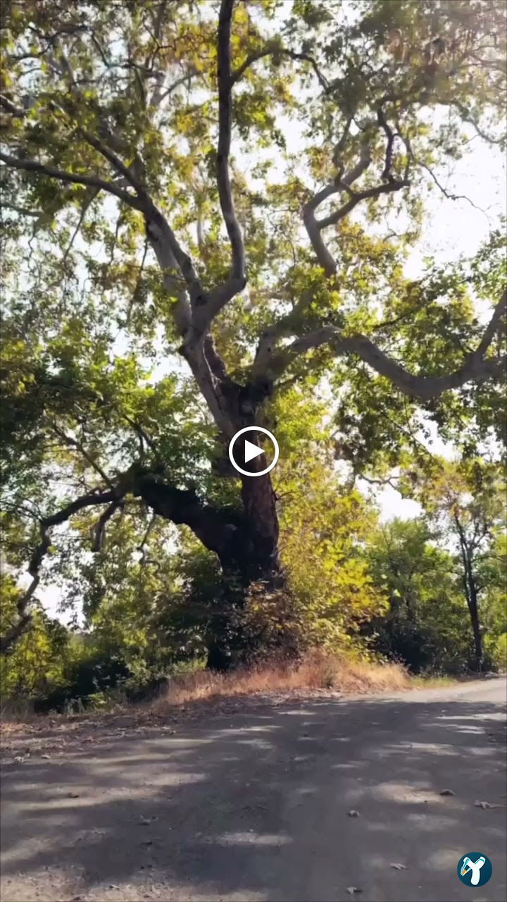 Bisanthe Panorama Sütlüce Dağ Evleri