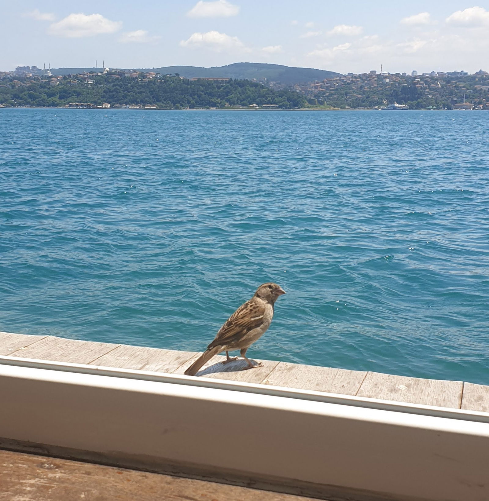 Arnavutköy Balıkçısı Yeniköy