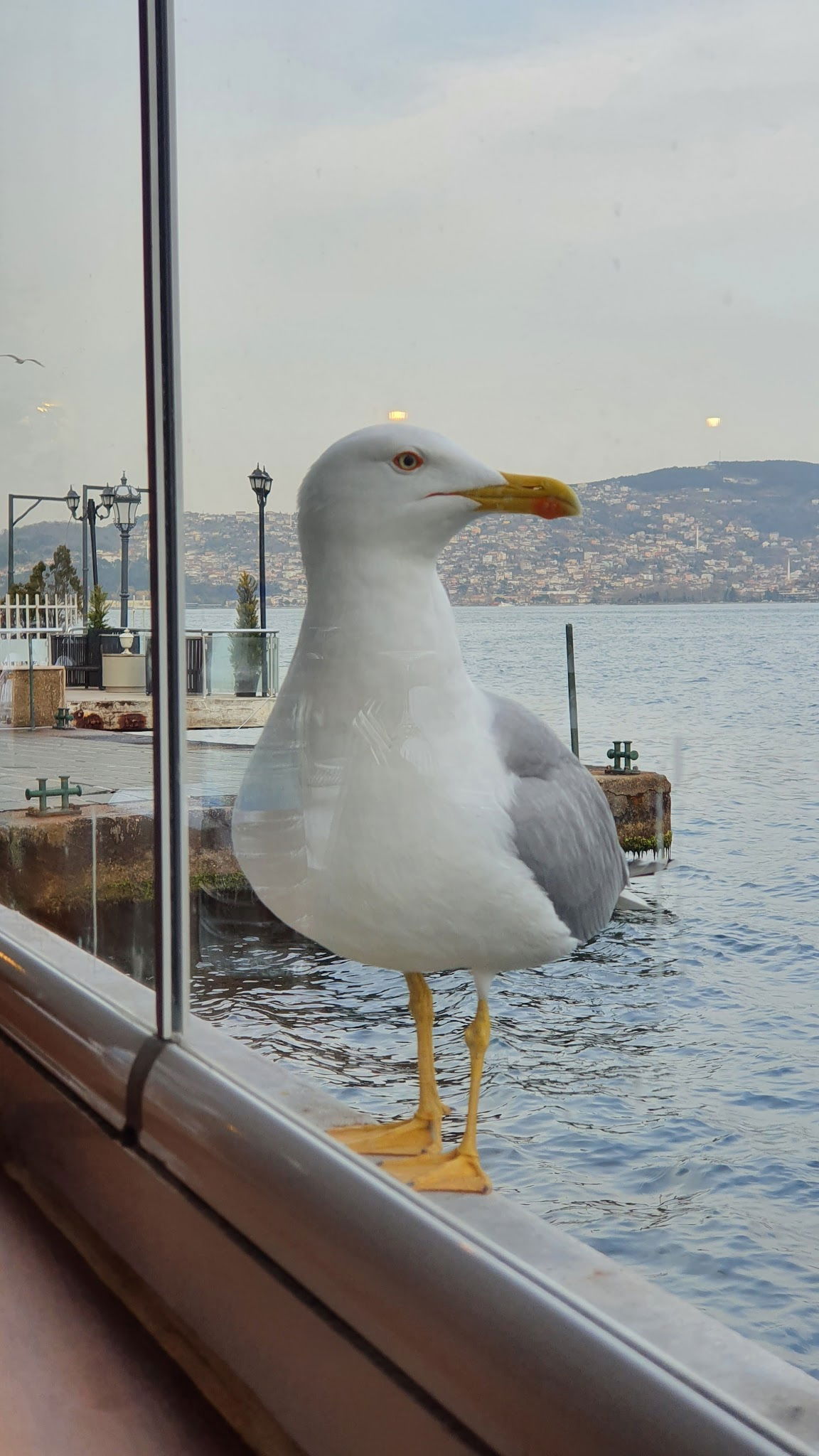 Arnavutköy Balıkçısı Yeniköy