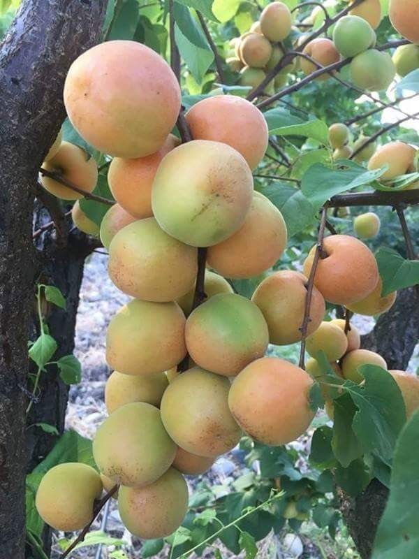 01 New Friends Kebab