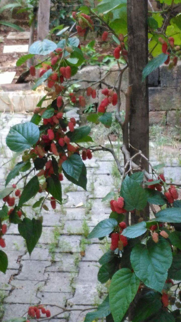 01 New Friends Kebab