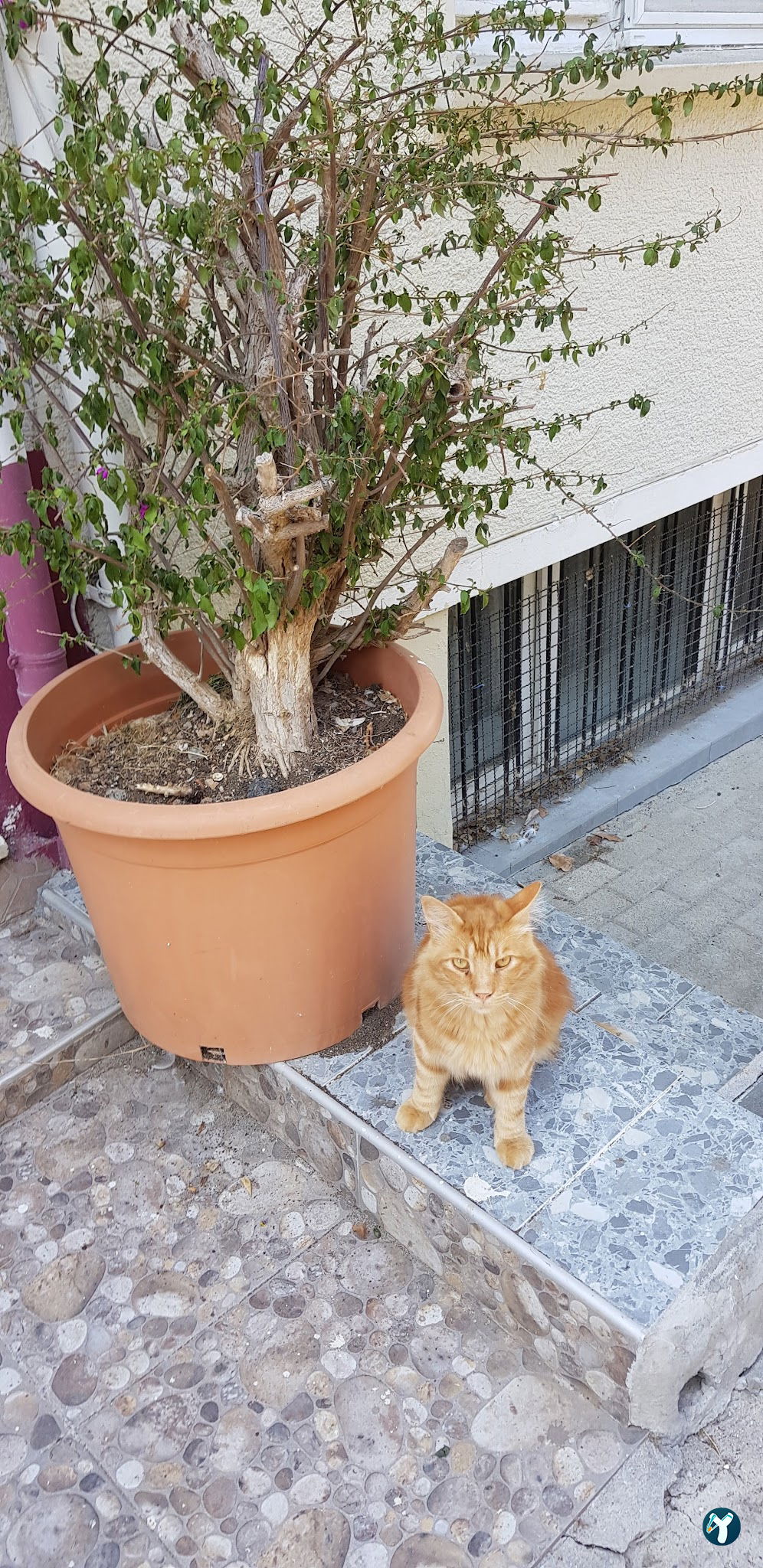 Yeni İdeal Restoran