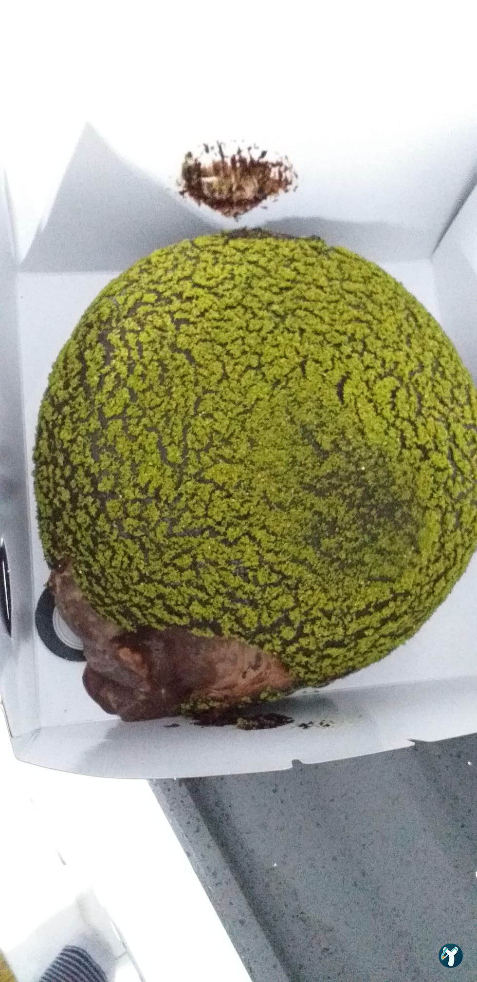 Kukisacıbadem