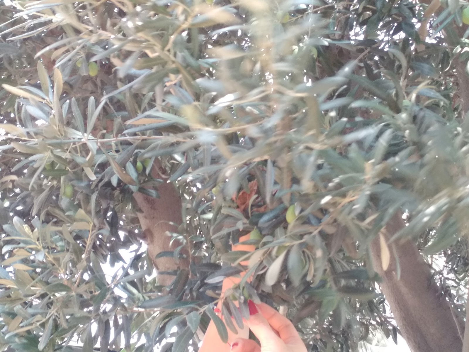 Nefist Cafe & Restaurant