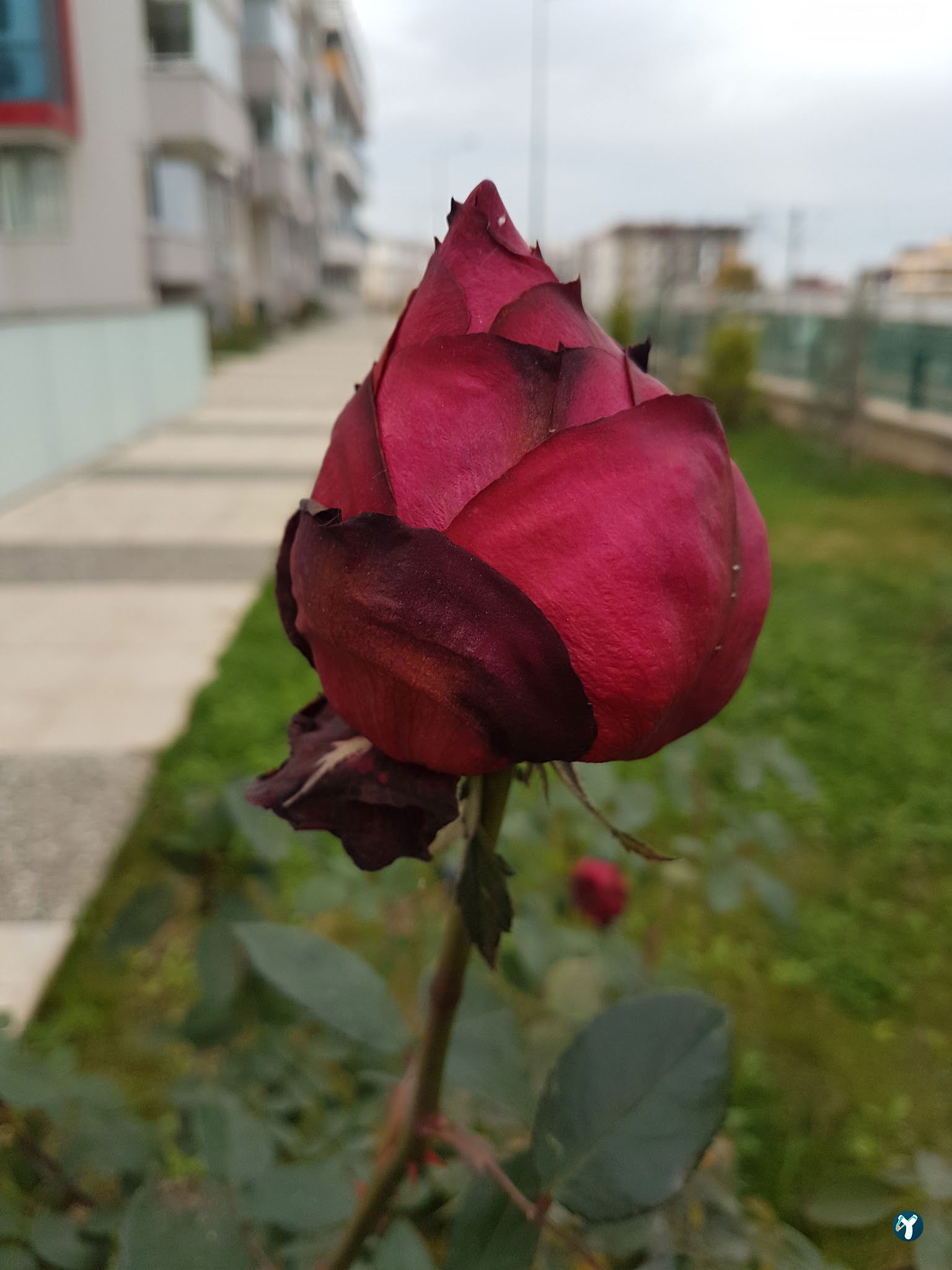 Gülhan Restoran