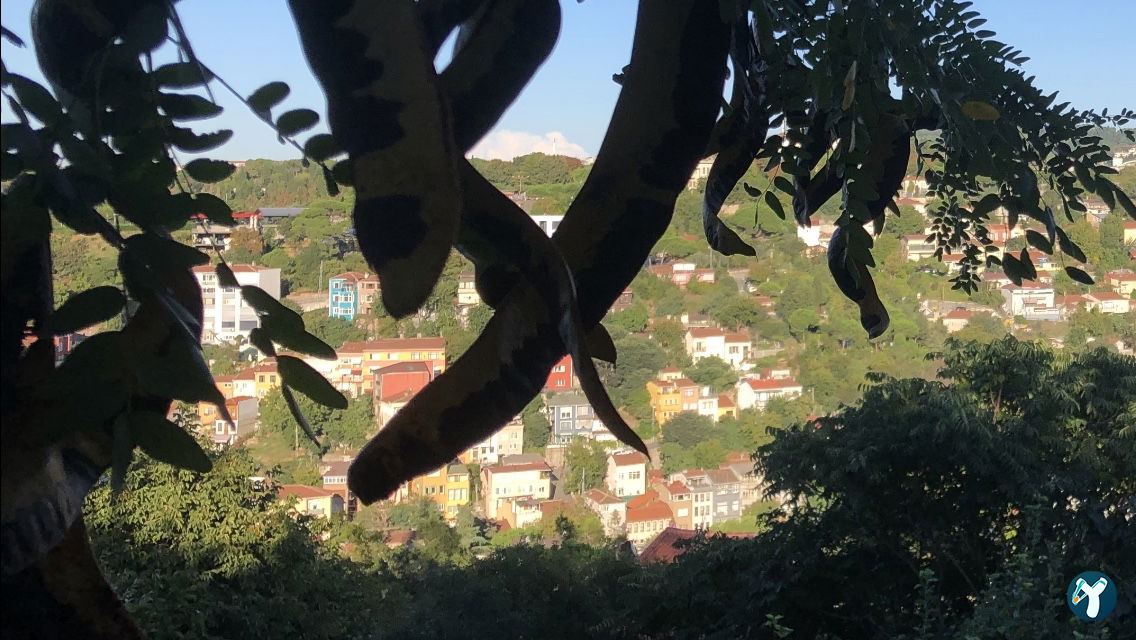 Dilruba Fethipaşa