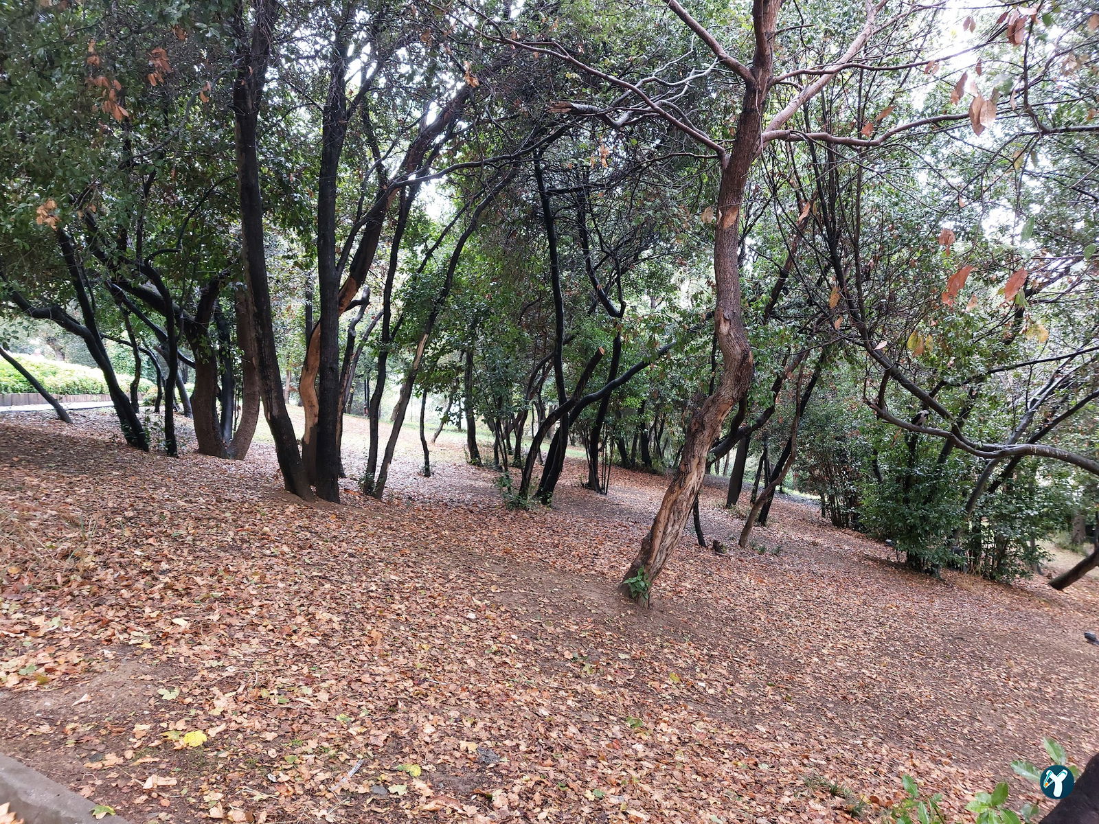 Dilruba Fethipaşa