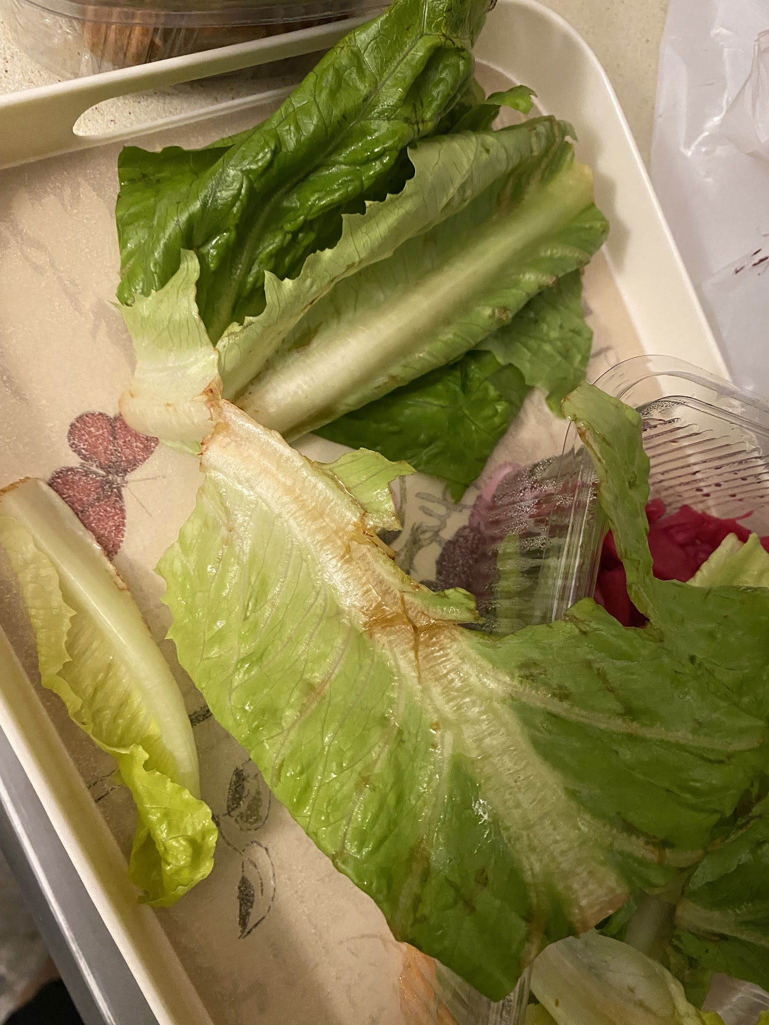 Çaşnigir Lezzetcibaşı Bakırköy