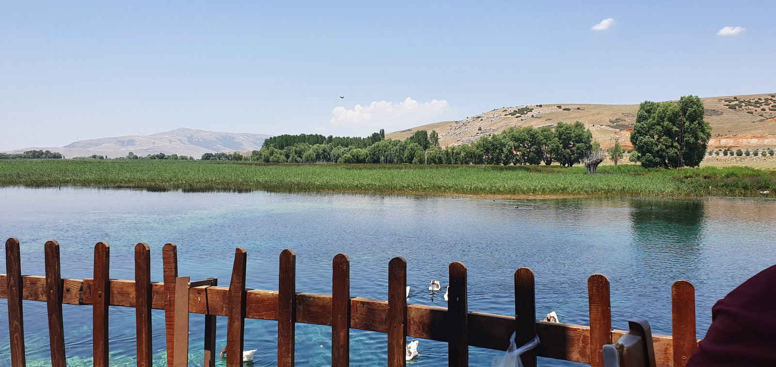 Büyük Menderes Canlı Alabalık