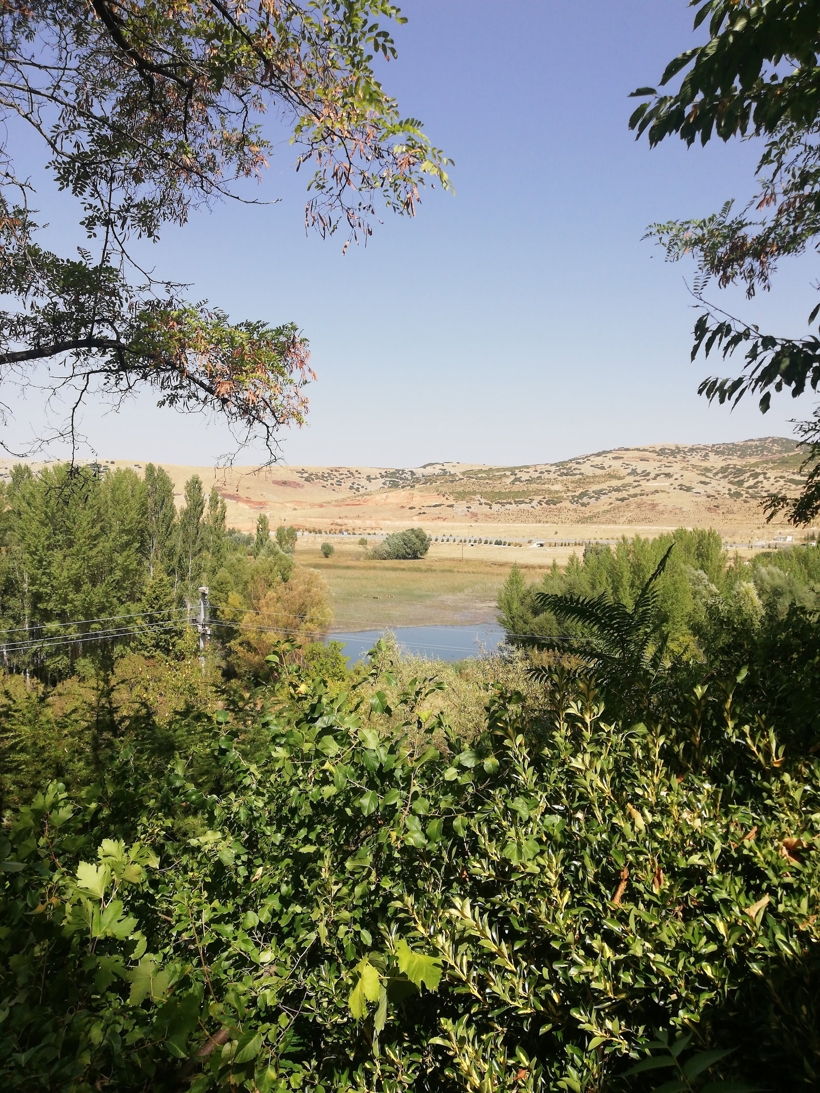 Büyük Menderes Canlı Alabalık