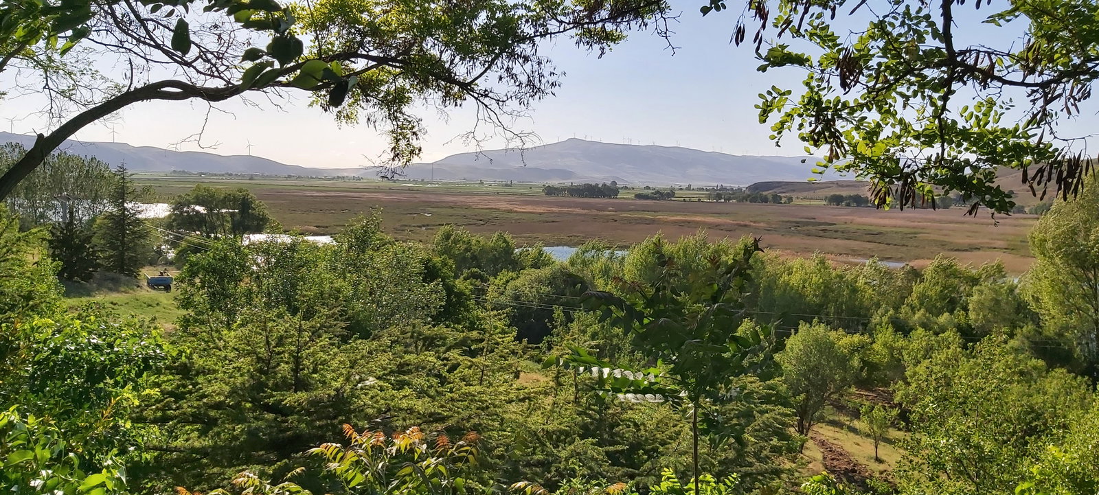 Büyük Menderes Canlı Alabalık