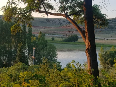 Büyük Menderes Canlı Alabalık resimleri