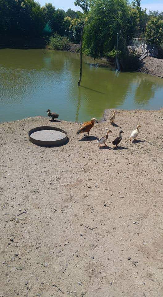 Gölbaşı Restaurant