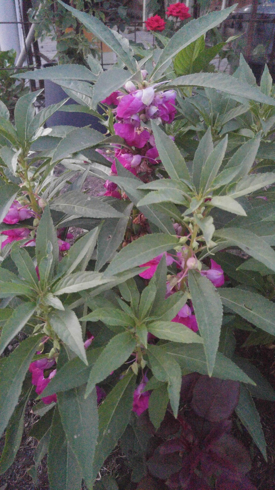 Gölbaşı Restaurant