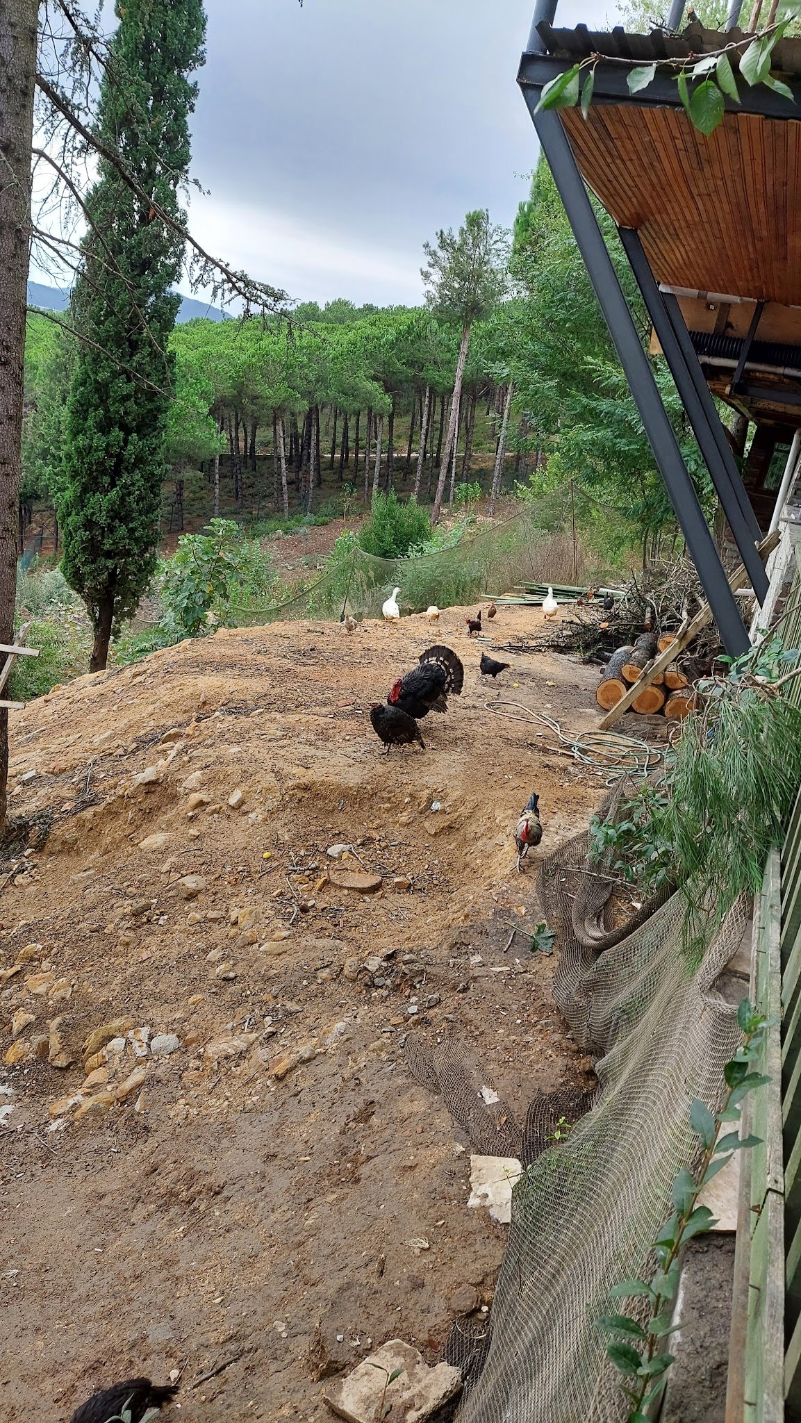 Cennet Bahçesi Hasan'In Yeri