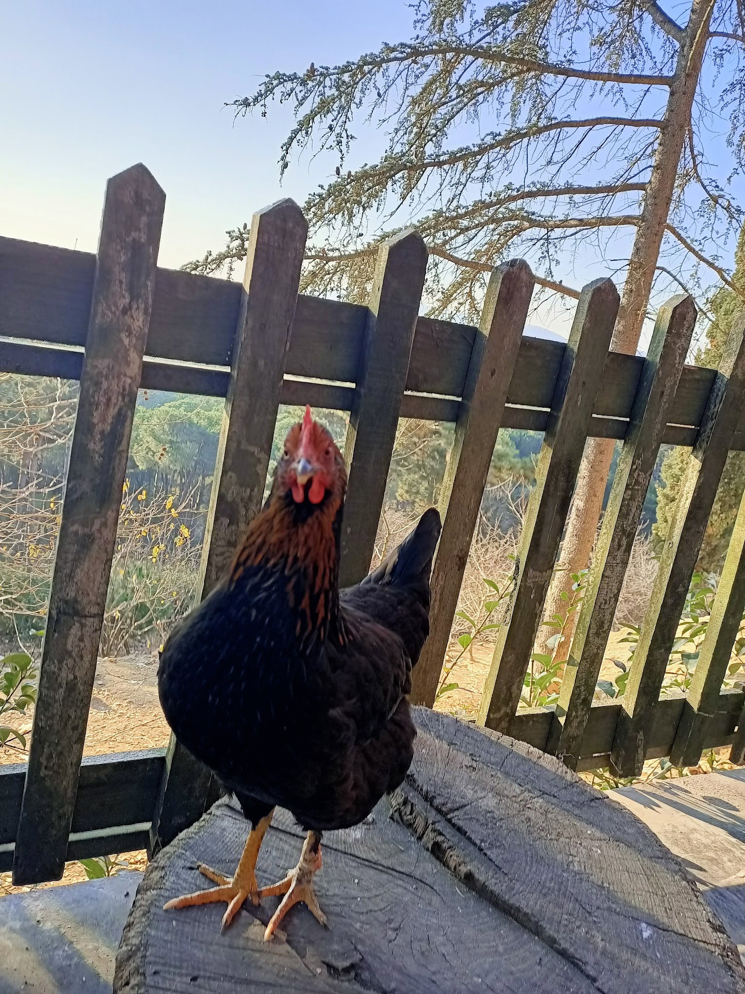 Cennet Bahçesi Hasan'In Yeri