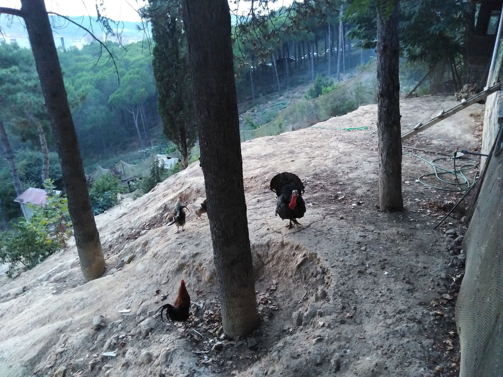 Cennet Bahçesi Hasan'In Yeri