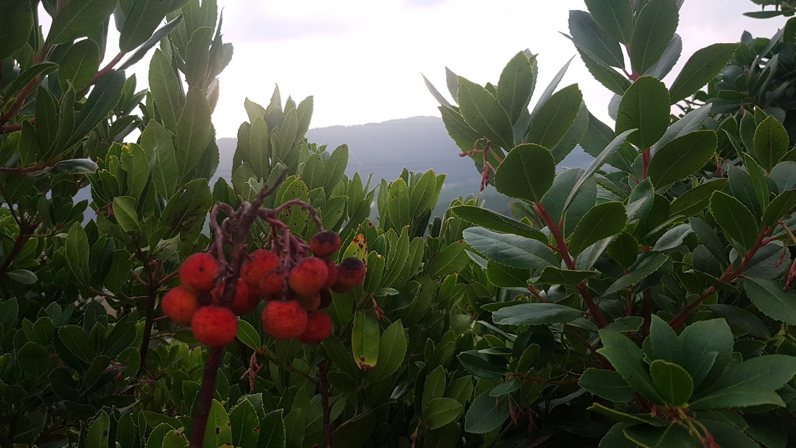 Cennet Bahçesi Hasan'In Yeri