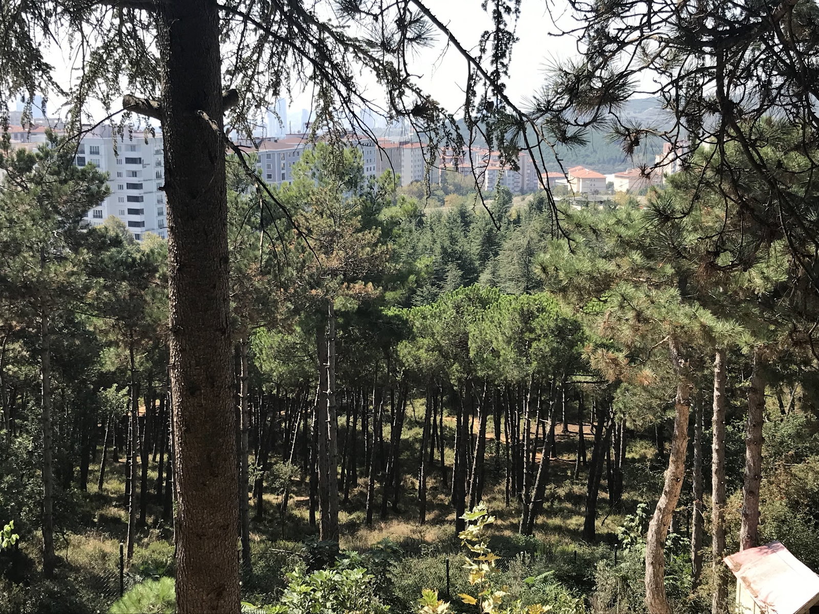 Cennet Bahçesi Hasan'In Yeri