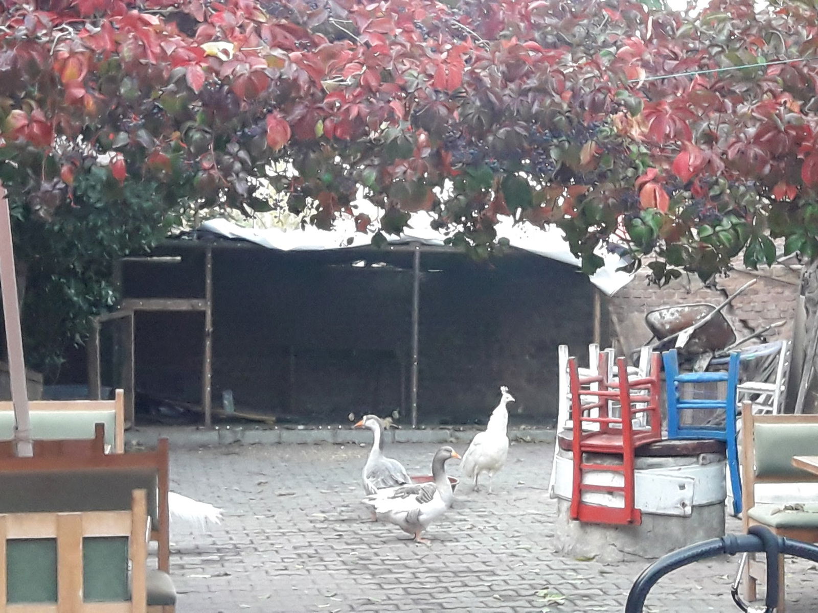 Dimitrie Cantemir Müze Cafe