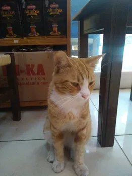 Sımarık Büfe resimleri