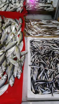 Derya Deniz Balık Evi resimleri