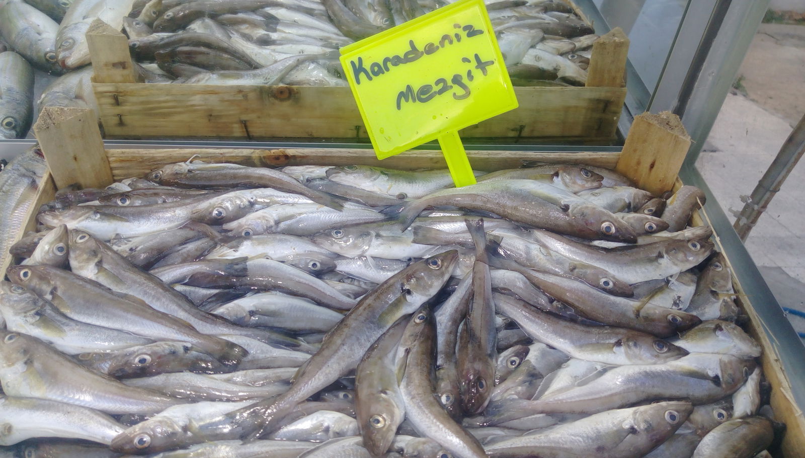 Derya Deniz Balık Evi