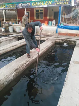 Gezler Alabalık resimleri