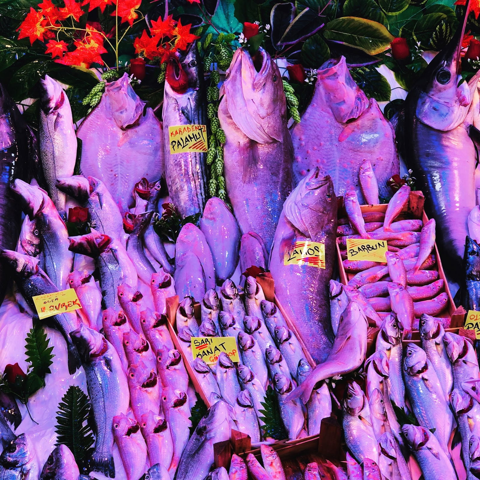 Çarşı Balık Market