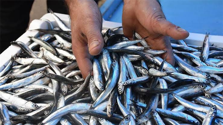 Çarşı Balık Market