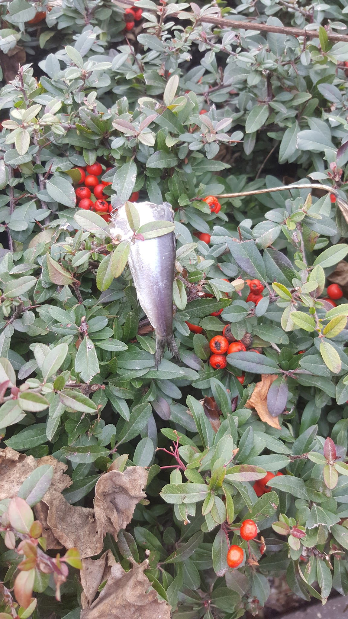 Çarşı Balık Market