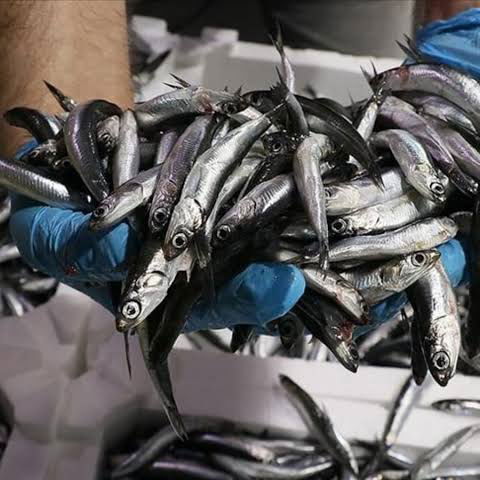 Çarşı Balık Market