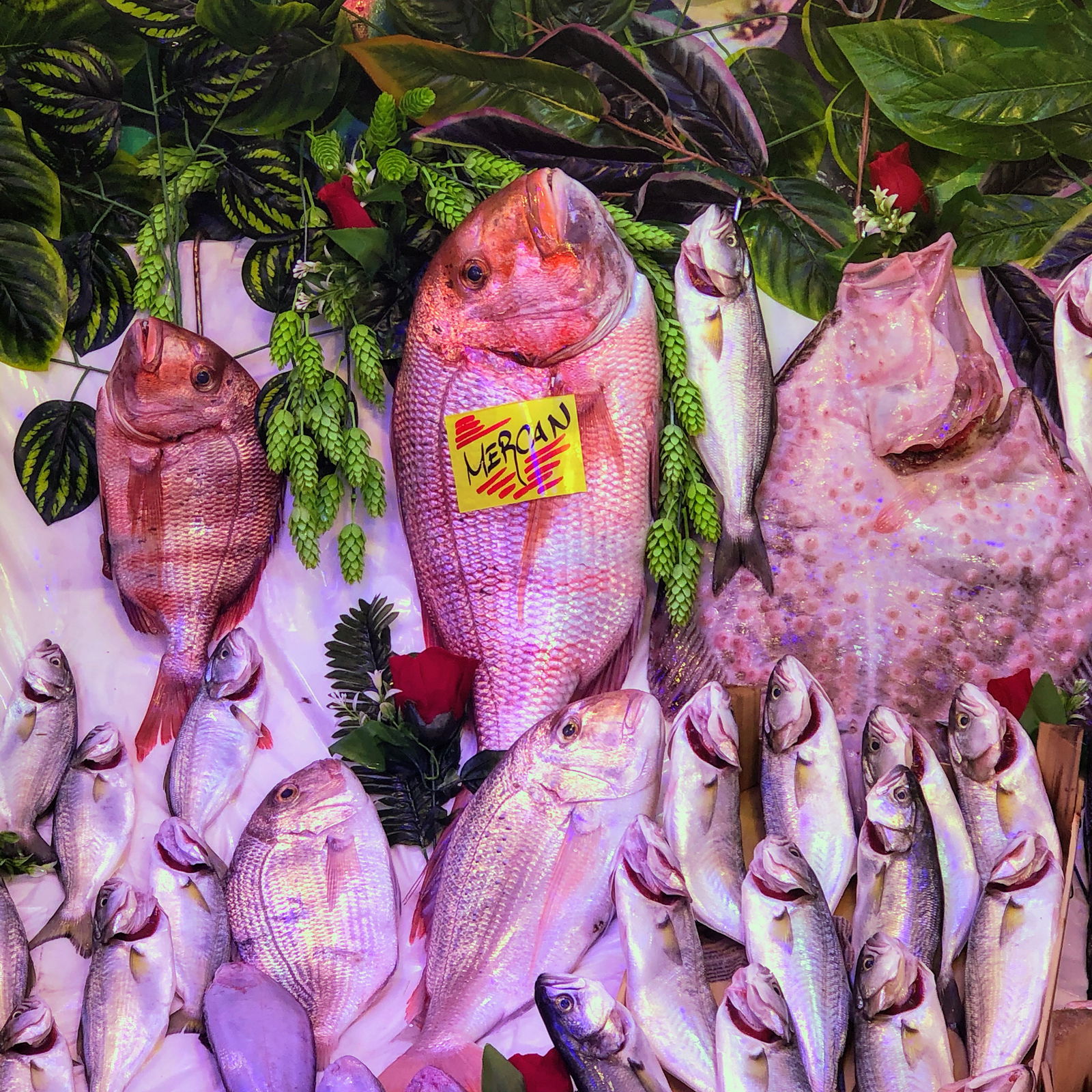 Çarşı Balık Market