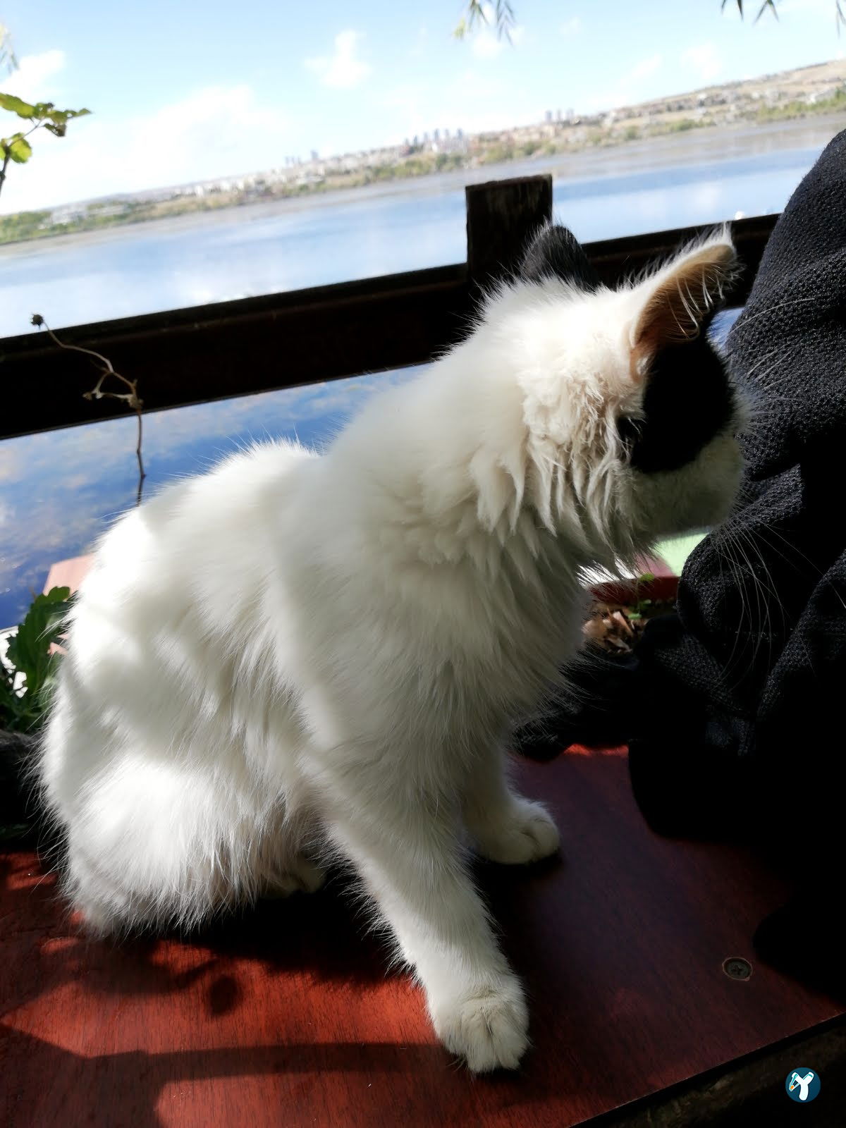 Dago Kaptanın Yeri