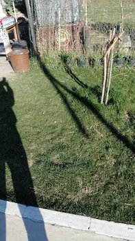 Dago Kaptanın Yeri resimleri