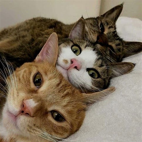 Silivri Mavi Yelken Ferman (Yelken) Sokak