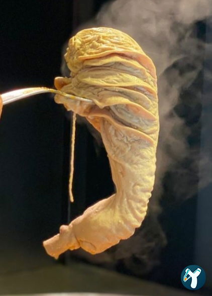 Şırdancı Cio