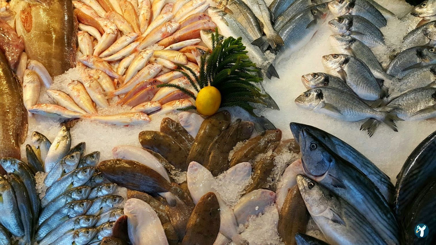 Menekşe Balık