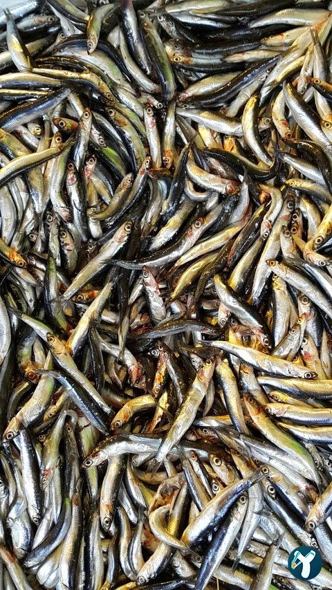 Menekşe Balık