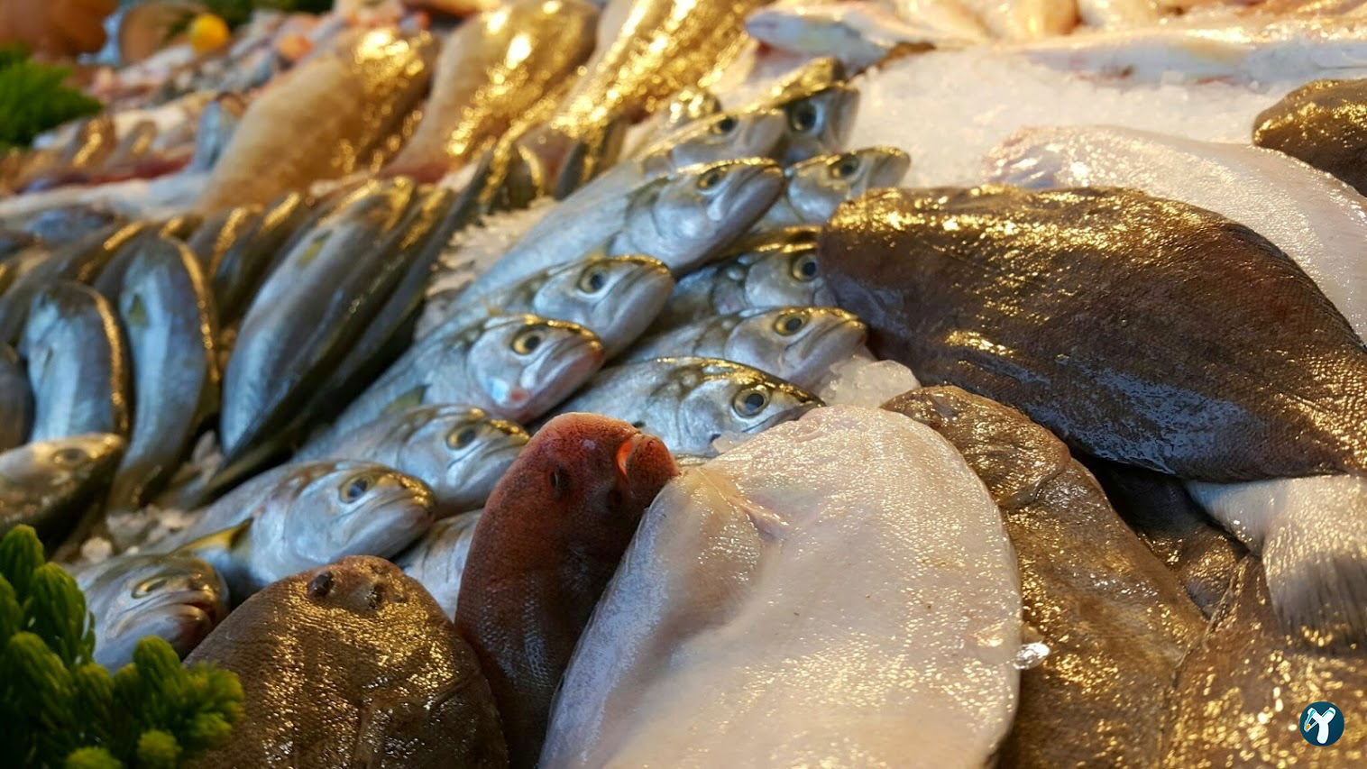 Menekşe Balık