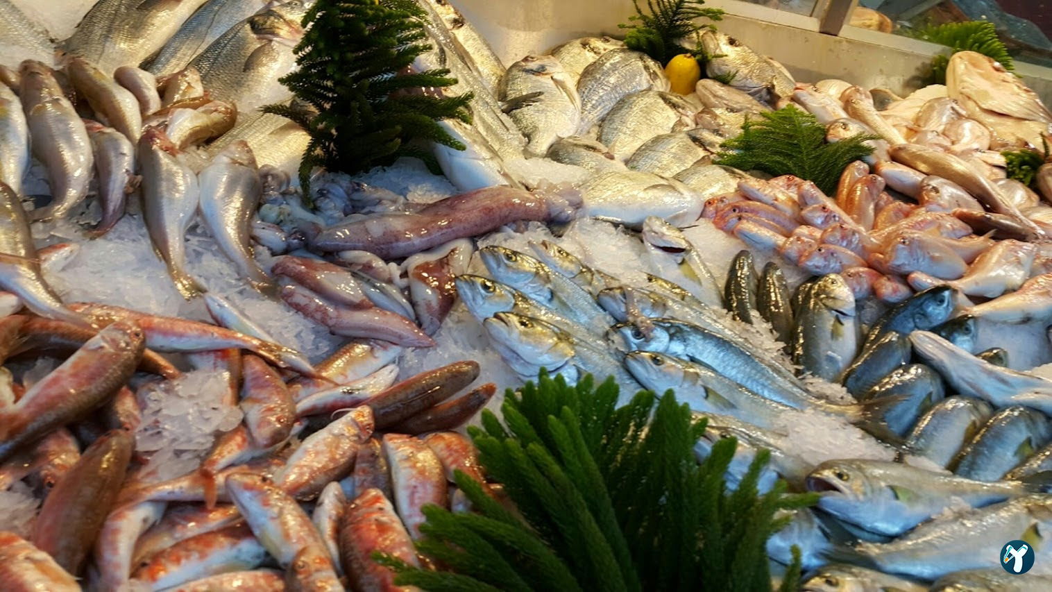 Menekşe Balık